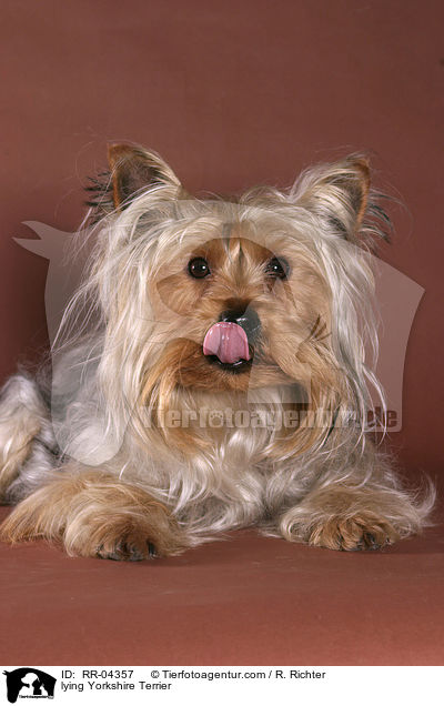 liegender / lying Yorkshire Terrier / RR-04357