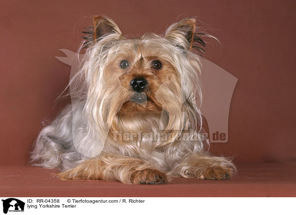 liegender / lying Yorkshire Terrier / RR-04358