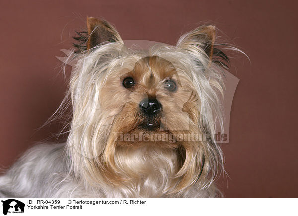 Yorkshire Terrier Portrait / Yorkshire Terrier Portrait / RR-04359
