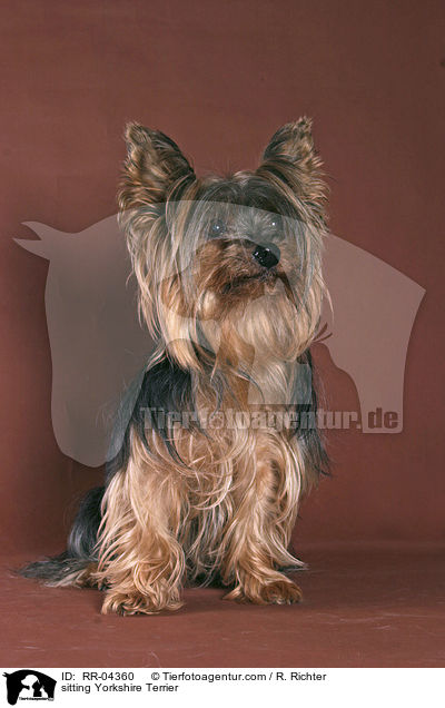 sitzender / sitting Yorkshire Terrier / RR-04360