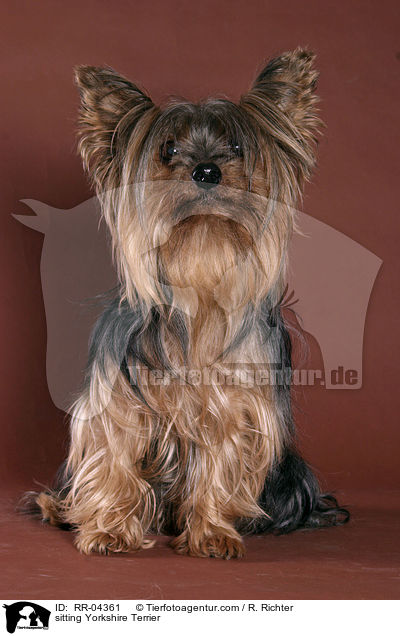 sitzender / sitting Yorkshire Terrier / RR-04361