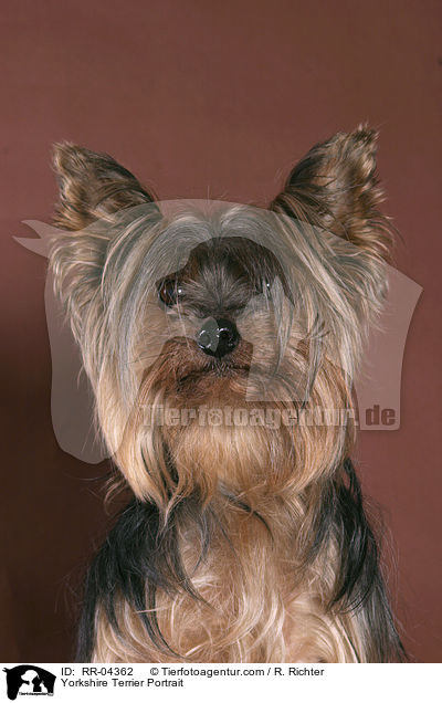 Yorkshire Terrier Portrait / Yorkshire Terrier Portrait / RR-04362