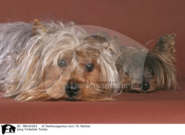 liegende / lying Yorkshire Terrier / RR-04363