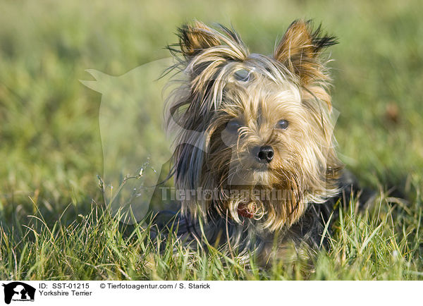 Yorkshire Terrier / Yorkshire Terrier / SST-01215