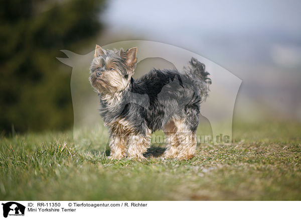 Mini Yorkshire Terrier / Mini Yorkshire Terrier / RR-11350