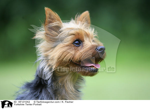 Yorkshire Terrier Portrait / KF-01042