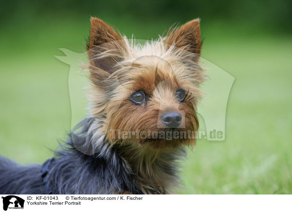 Yorkshire Terrier Portrait / KF-01043