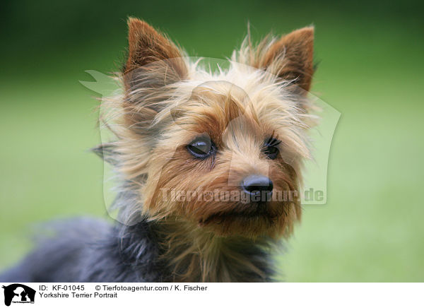 Yorkshire Terrier Portrait / Yorkshire Terrier Portrait / KF-01045