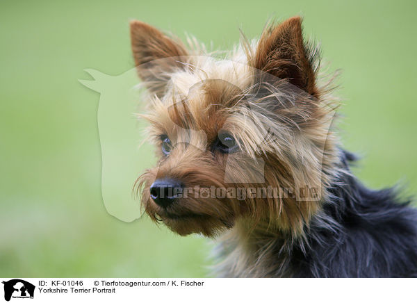 Yorkshire Terrier Portrait / Yorkshire Terrier Portrait / KF-01046
