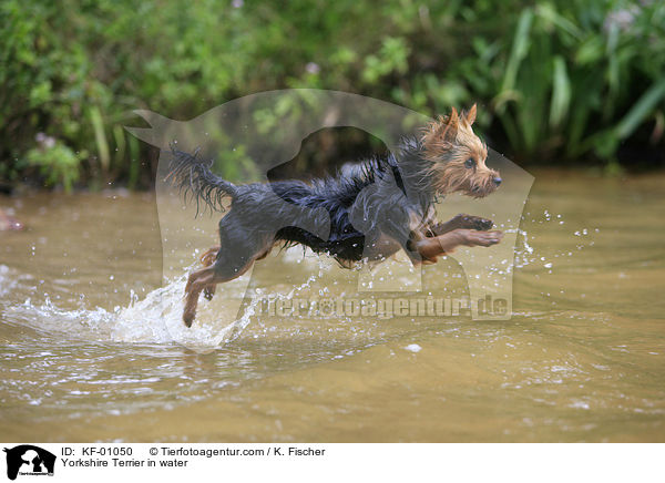 Yorkshire Terrier im Wasser / Yorkshire Terrier in water / KF-01050