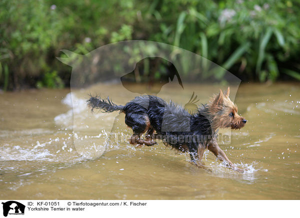 Yorkshire Terrier im Wasser / Yorkshire Terrier in water / KF-01051