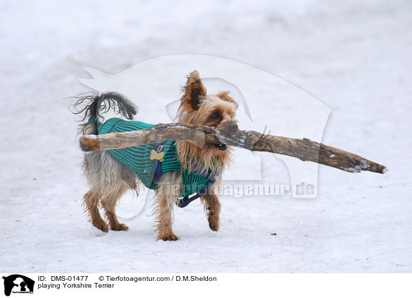 playing Yorkshire Terrier / DMS-01477