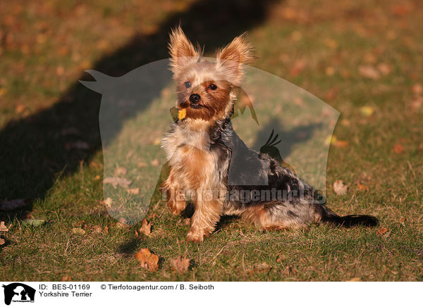 Yorkshire Terrier / Yorkshire Terrier / BES-01169