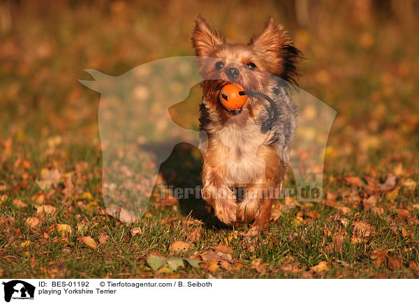 spielender Yorkshire Terrier / playing Yorkshire Terrier / BES-01192