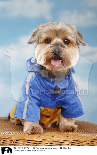 Yorkshire Terrier mit Regenmantel / Yorkshire Terrier with raincoat / RR-34477