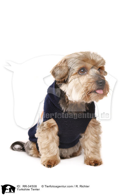Yorkshire Terrier / RR-34508