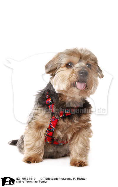 sitzender Yorkshire Terrier / sitting Yorkshire Terrier / RR-34510