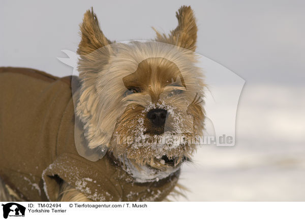 Yorkshire Terrier / Yorkshire Terrier / TM-02494
