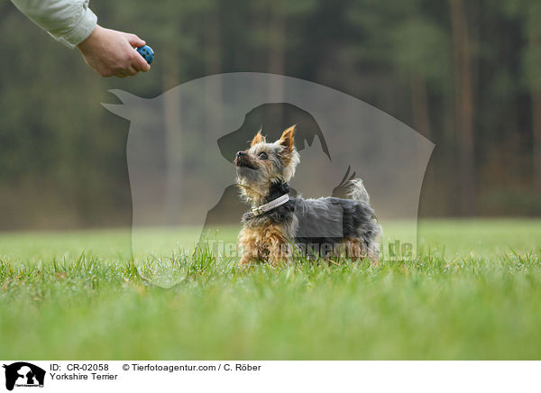 Yorkshire Terrier / Yorkshire Terrier / CR-02058