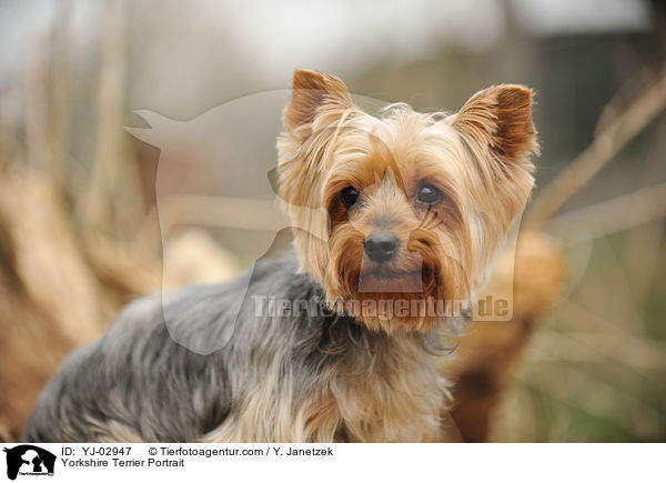 Yorkshire Terrier Portrait / Yorkshire Terrier Portrait / YJ-02947