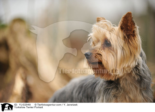Yorkshire Terrier Portrait / Yorkshire Terrier Portrait / YJ-02948
