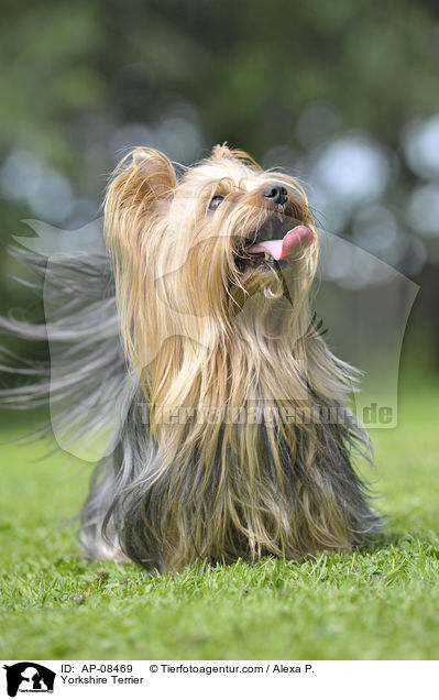 Yorkshire Terrier / Yorkshire Terrier / AP-08469