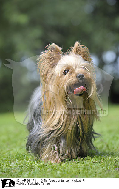 laufender Yorkshire Terrier / walking Yorkshire Terrier / AP-08473