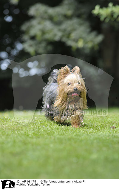 laufender Yorkshire Terrier / walking Yorkshire Terrier / AP-08475
