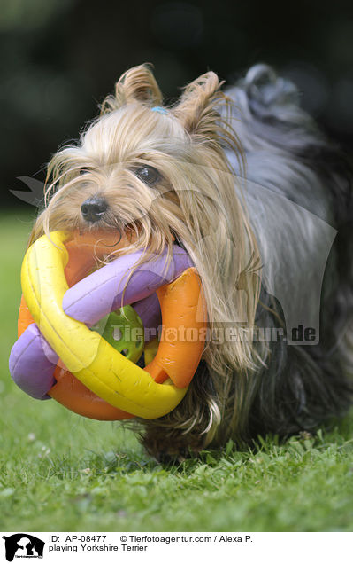 spielender Yorkshire Terrier / playing Yorkshire Terrier / AP-08477