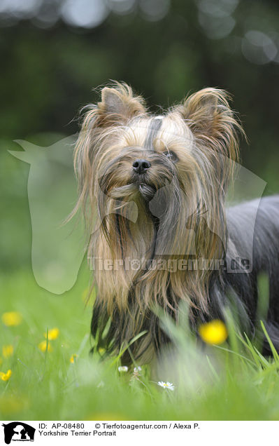 Yorkshire Terrier Portrait / Yorkshire Terrier Portrait / AP-08480