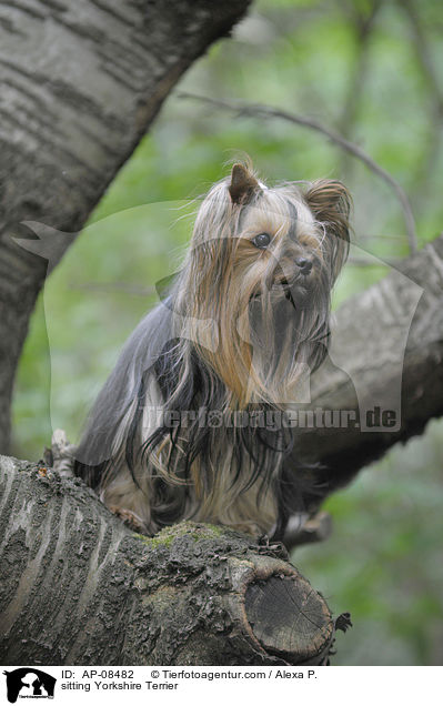 sitzender Yorkshire Terrier / sitting Yorkshire Terrier / AP-08482