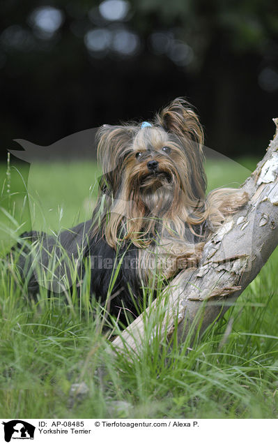 Yorkshire Terrier / Yorkshire Terrier / AP-08485