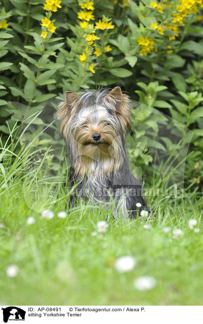 sitzender Yorkshire Terrier / sitting Yorkshire Terrier / AP-08491