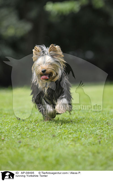rennender Yorkshire Terrier / running Yorkshire Terrier / AP-08495