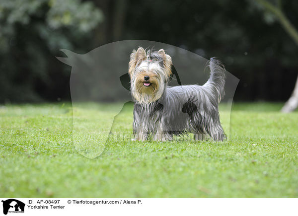 Yorkshire Terrier / Yorkshire Terrier / AP-08497