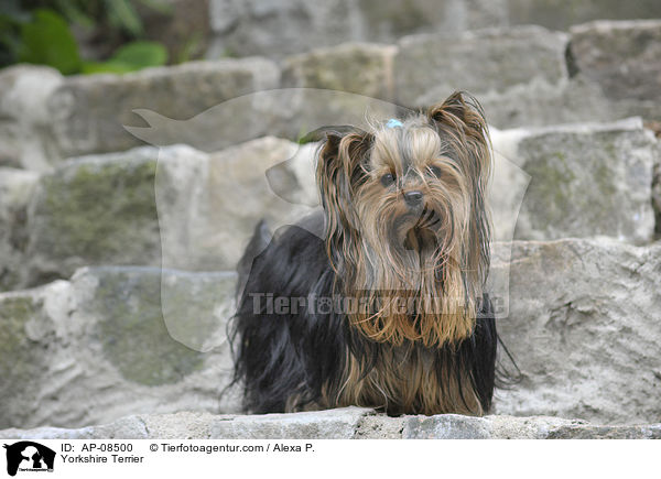 Yorkshire Terrier / Yorkshire Terrier / AP-08500