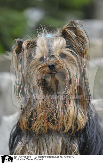 Yorkshire Terrier Portrait / Yorkshire Terrier Portrait / AP-08501