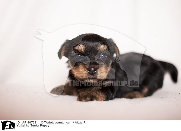 Yorkshire Terrier Welpe / Yorkshire Terrier Puppy / AP-10728
