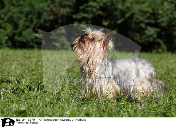 Yorkshire Terrier / Yorkshire Terrier / JH-16570