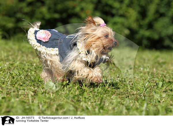 rennender Yorkshire Terrier / running Yorkshire Terrier / JH-16573