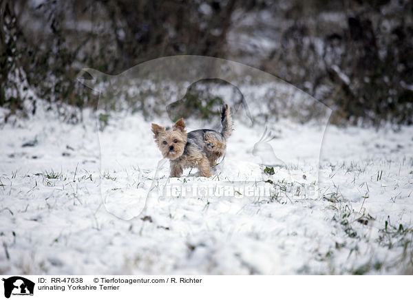 urinating Yorkshire Terrier / RR-47638