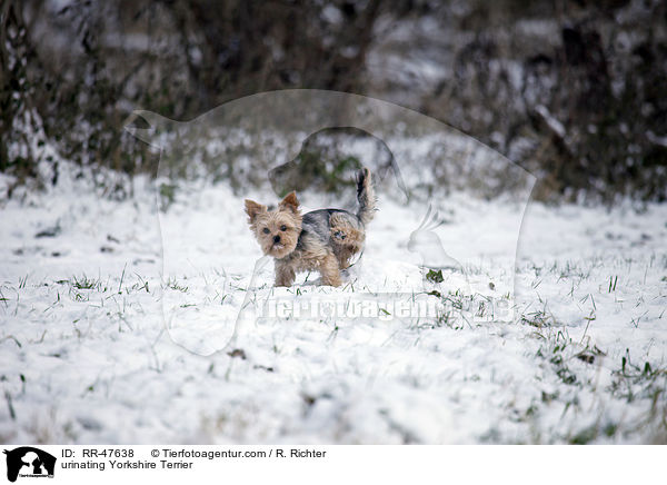 pinkelnder Yorkshire Terrier / urinating Yorkshire Terrier / RR-47638