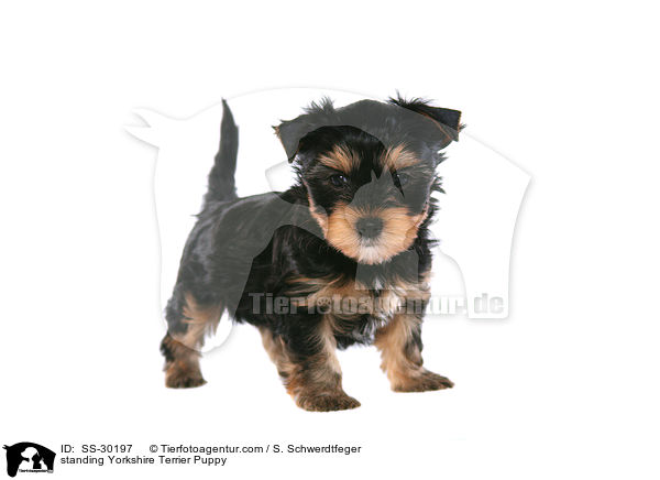 standing Yorkshire Terrier Puppy / SS-30197