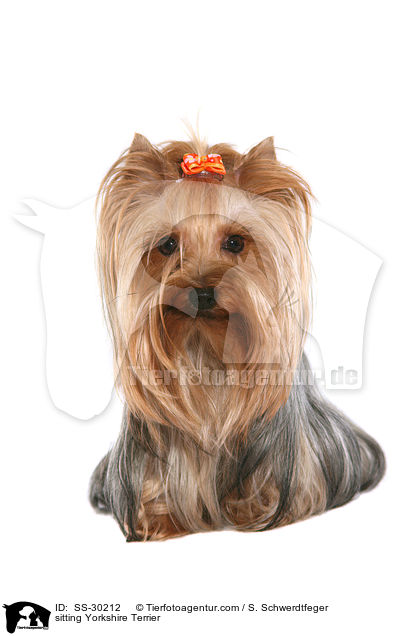 sitzender Yorkshire Terrier / sitting Yorkshire Terrier / SS-30212