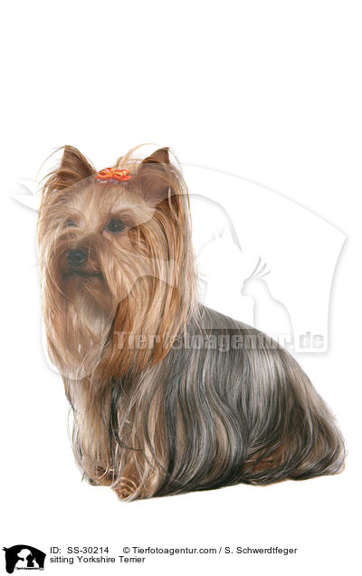 sitzender Yorkshire Terrier / sitting Yorkshire Terrier / SS-30214