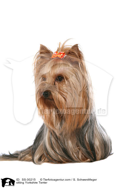 sitzender Yorkshire Terrier / sitting Yorkshire Terrier / SS-30215