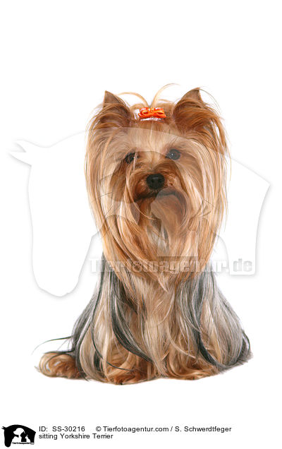 sitzender Yorkshire Terrier / sitting Yorkshire Terrier / SS-30216