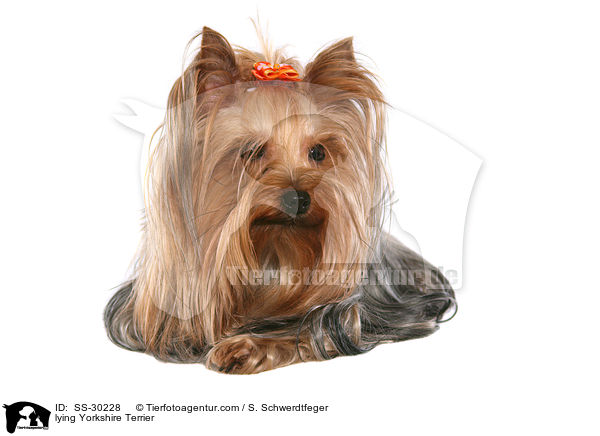 liegender Yorkshire Terrier / lying Yorkshire Terrier / SS-30228