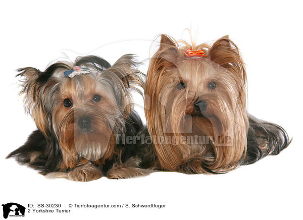 2 Yorkshire Terrier / SS-30230