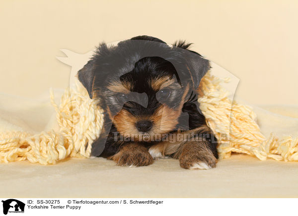 Yorkshire Terrier Welpe / Yorkshire Terrier Puppy / SS-30275